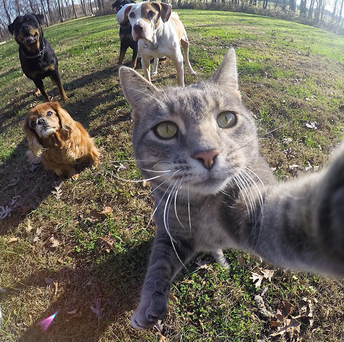 La historia detrás del gato que se hace selfies en Instagram 5