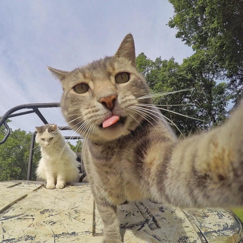 La historia detrás del gato que se hace selfies en Instagram 6