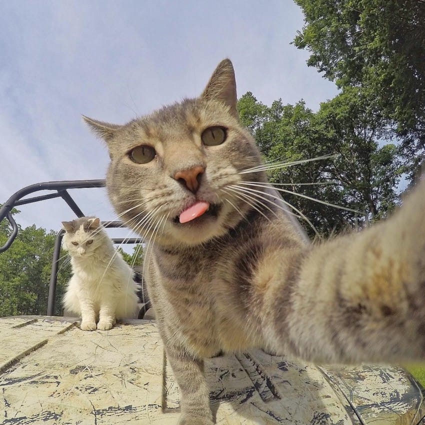 La historia detrás del gato que se hace selfies en Instagram 6 La historia detrás del gato que se hace selfies en Instagram 6