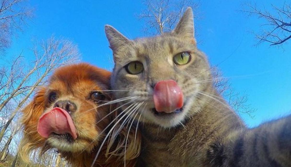 La historia detrás del gato que se hace selfies en Instagram 7