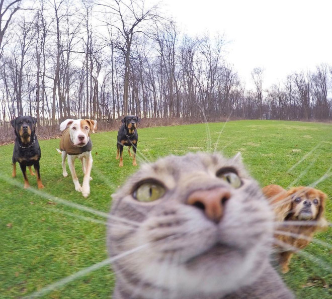 La historia detrás del gato que se hace selfies en Instagram 8