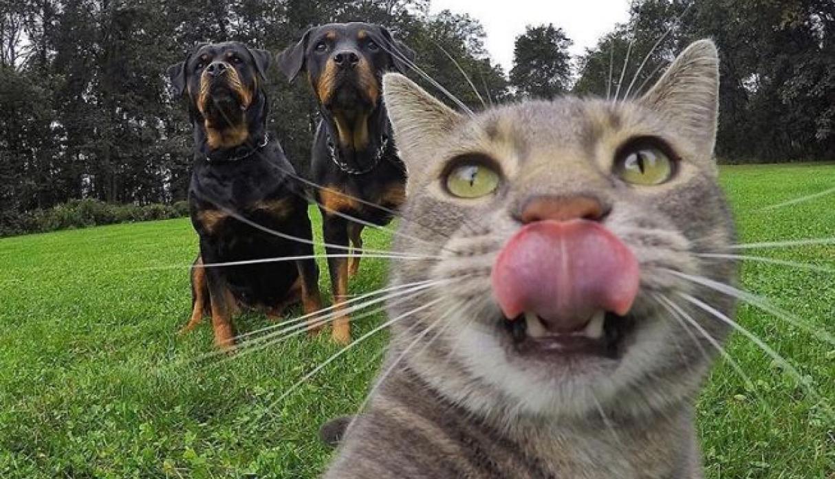 La historia detrás del gato que se hace selfies en Instagram 9