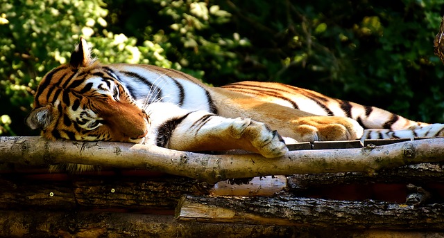 pixabay tigre