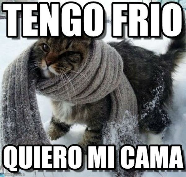 Los mejores memes para aguantar mejor el frío 6 gato frío