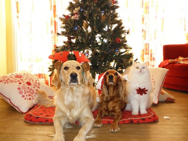 10 GIF divertidos para celebrar la Navidad en WhatsApp