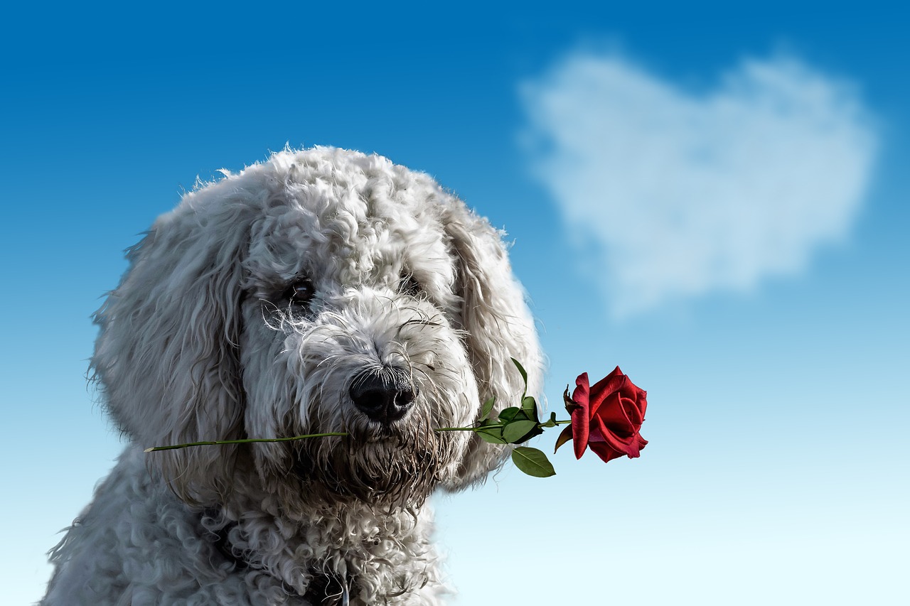 10 GIF para celebrar San Valentí­n o el dí­a de los enamorados