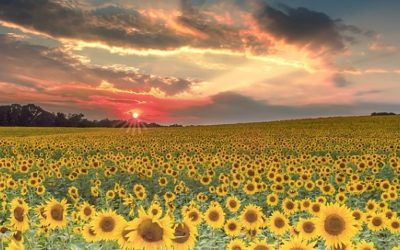 Más de 100 fotografías de calidad para descargar de paisajes, animales, objetos y sitios increíbles