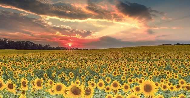 Más de 100 fotografías de calidad para descargar de paisajes, animales, objetos y sitios increíbles