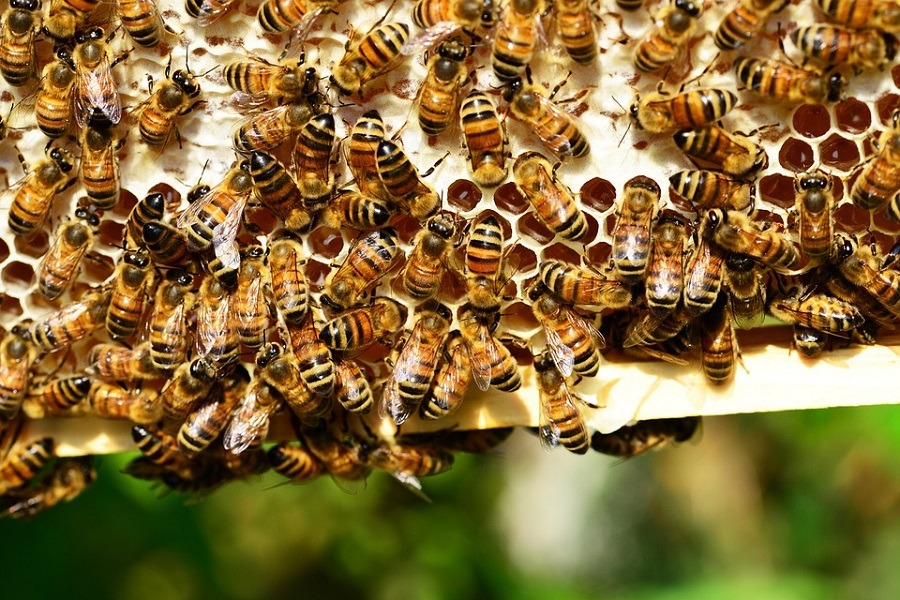 Ford contrata 360.000 abejas obreras 3 abejas ford