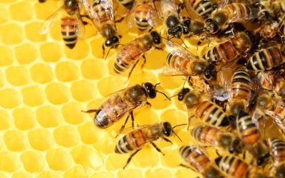 Ford contrata 360.000 abejas obreras
