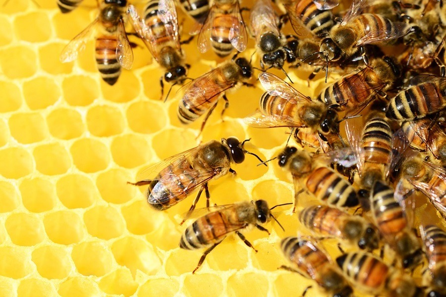 Ford contrata 360.000 abejas obreras 1 Ford contrata 360.000 abejas obreras