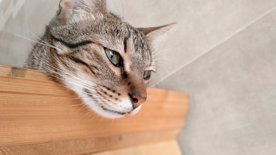 Analizamos en profundidad la cámara del Aquaris X2 Pro de BQ 9 análisis cámara BQ Aquaris X2 Pro retrato gato