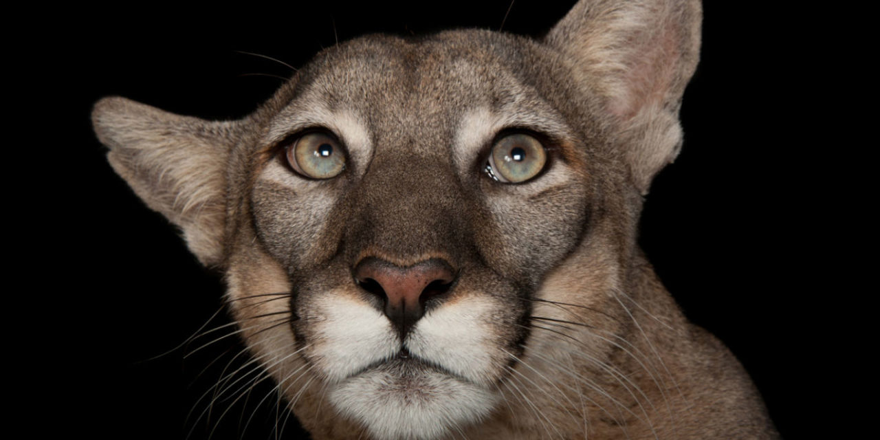 10 fotos espectaculares de la exposición de animales Photo Ark
