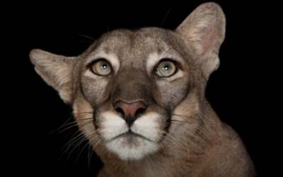 10 fotos espectaculares de la exposición de animales Photo Ark