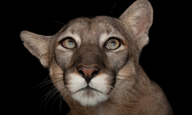 10 fotos espectaculares de la exposición de animales Photo Ark