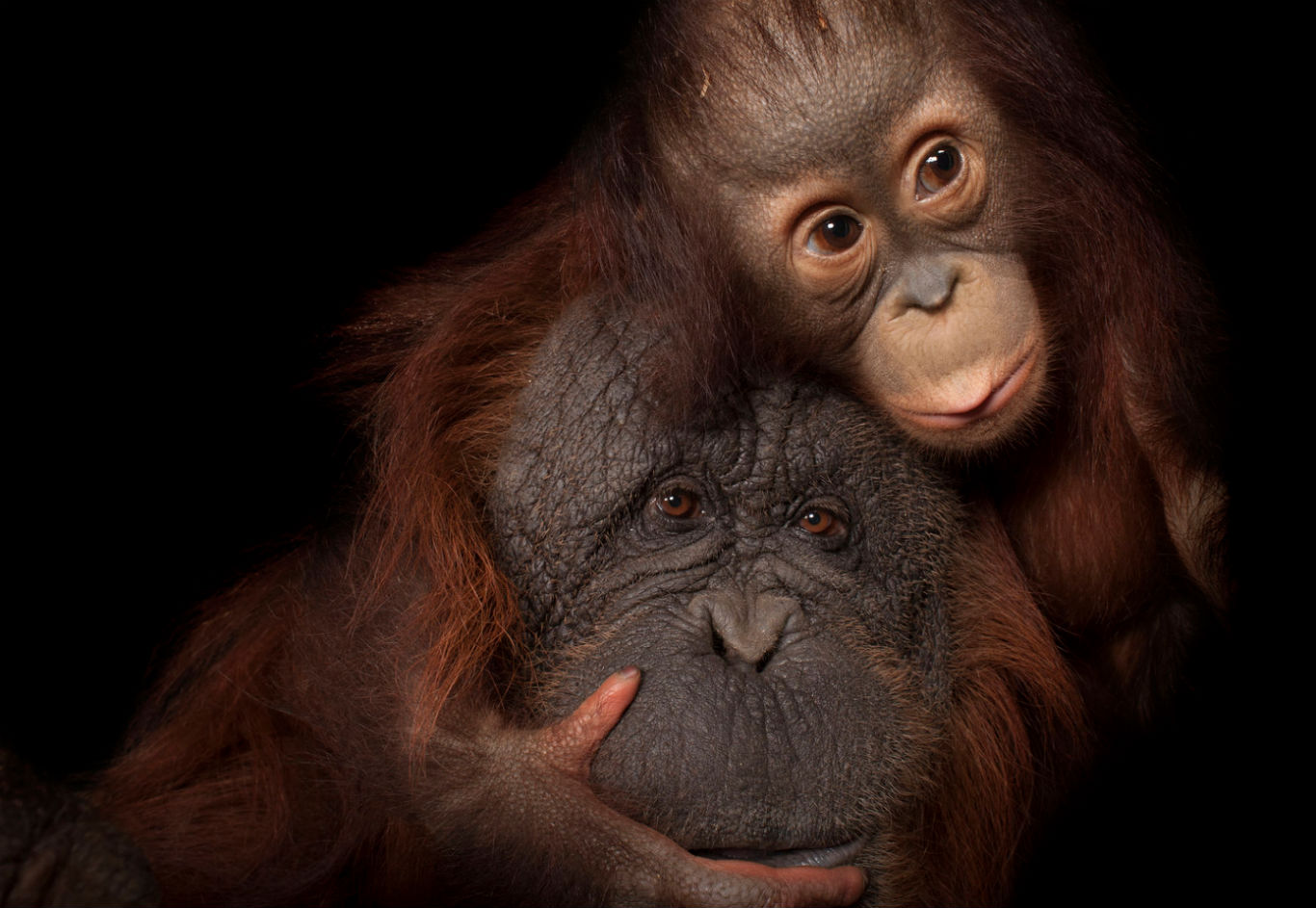 10 fotos espectaculares de la exposición de animales Photo Ark 5 primates