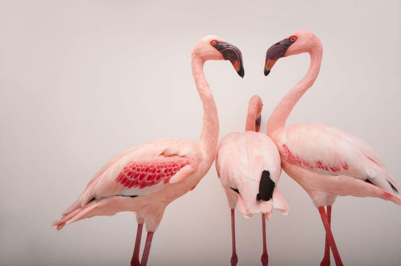 10 fotos espectaculares de la exposición de animales Photo Ark 4 Flamencos