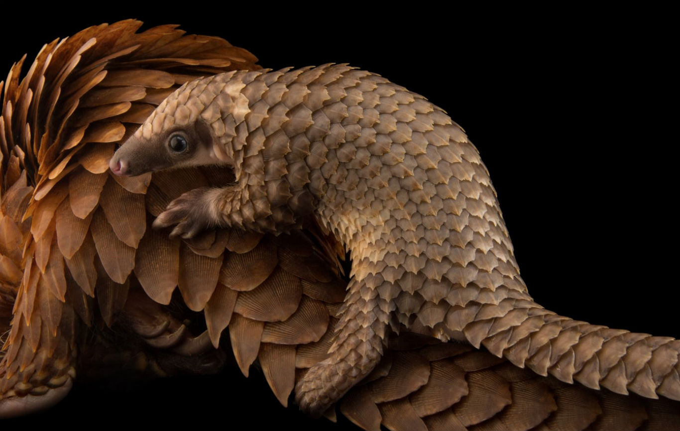 10 fotos espectaculares de la exposición de animales Photo Ark 7 photo Ark