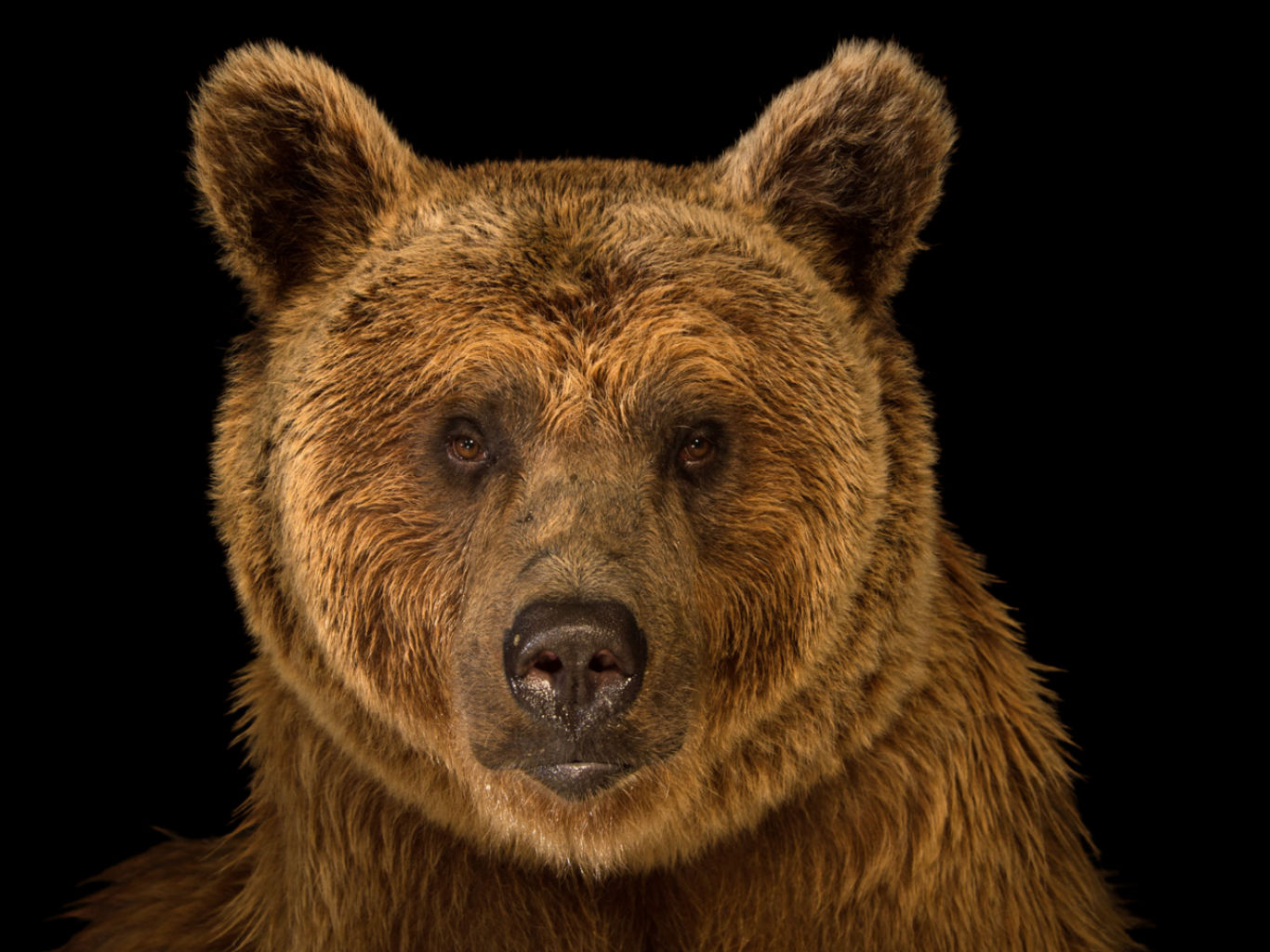 10 fotos espectaculares de la exposición de animales Photo Ark 8 oso