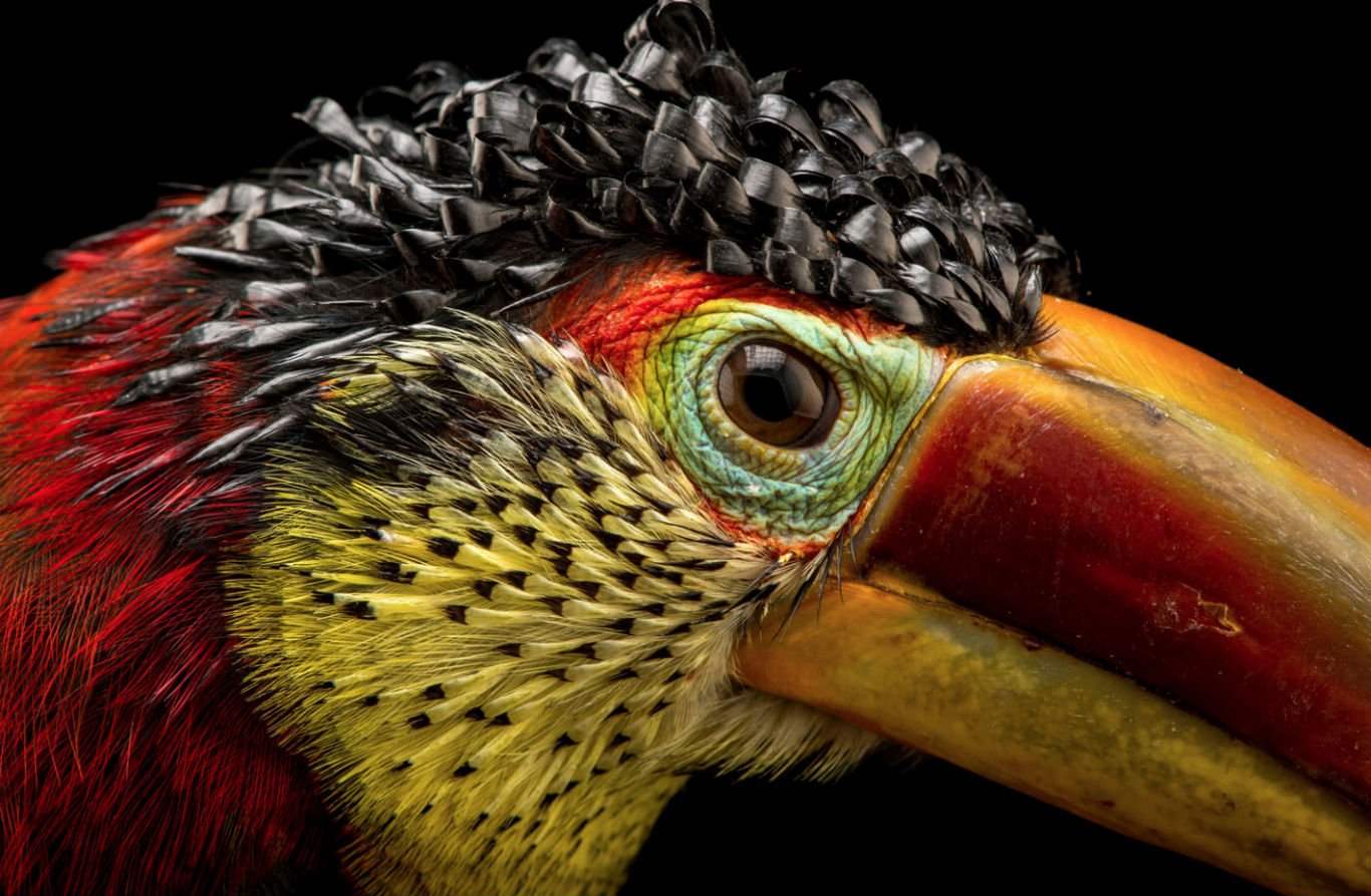 10 fotos espectaculares de la exposición de animales Photo Ark 9 pájaro