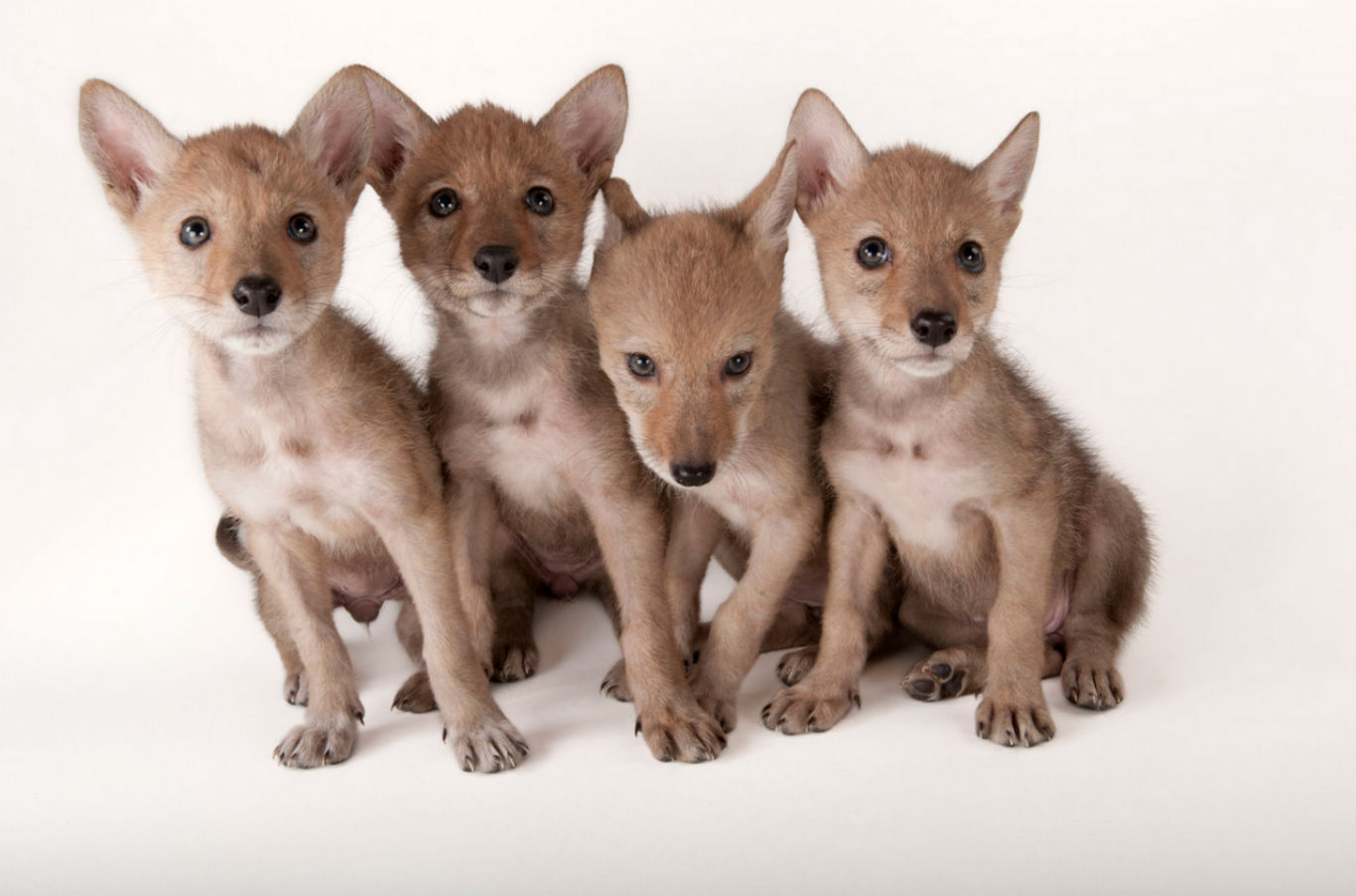 10 fotos espectaculares de la exposición de animales Photo Ark 6 lobo