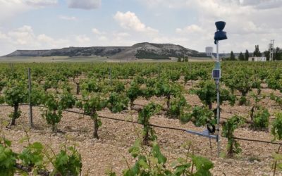 La tecnología llega a las bodegas de Ribera del Duero