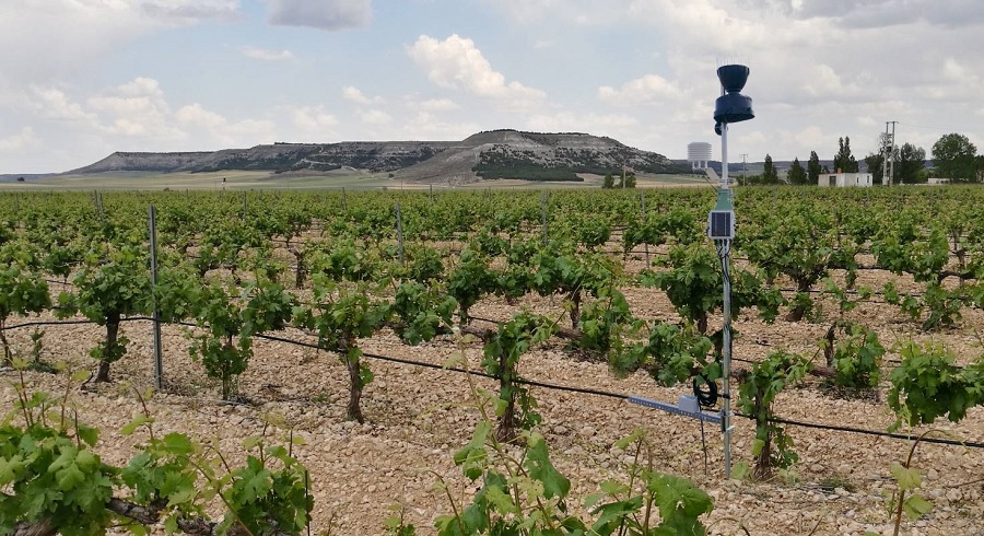 La tecnología llega a las bodegas de Ribera del Duero