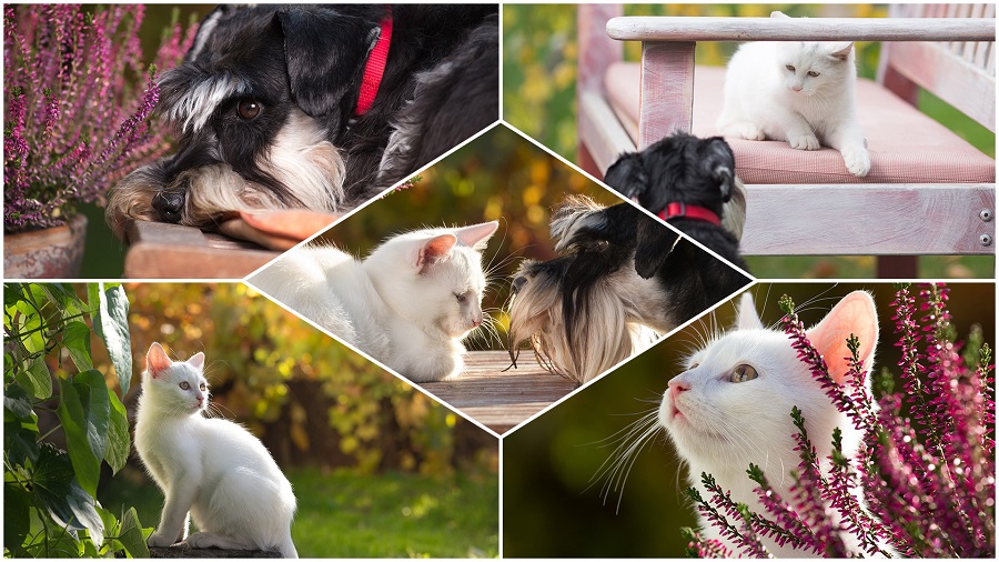 Adobe Photoshop Elements 2019 y Premiere Elements 2019, estas son las principales novedades 3 Adobe Photoshop Elements 2019-02