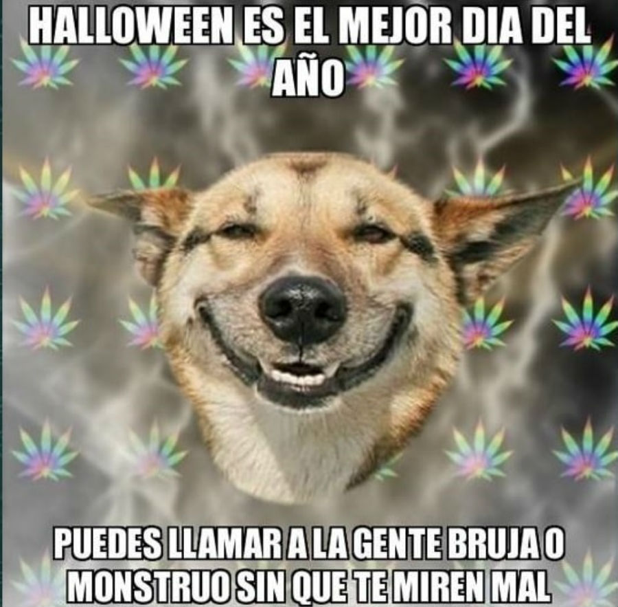 meme perro