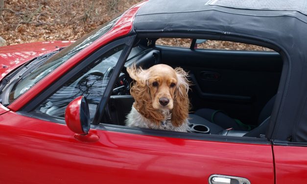 Los coches automáticos Tesla podrían incorporar un ‘Modo Perro’