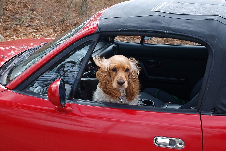 Los coches automáticos Tesla podrían incorporar un ‘Modo Perro’