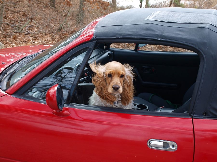 Los coches automáticos Tesla podrían incorporar un 'Modo Perro' 1 perro en coche
