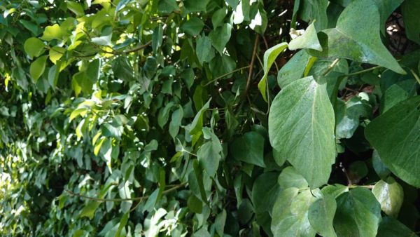 Sony-Xperia-XZ3-galeria-29