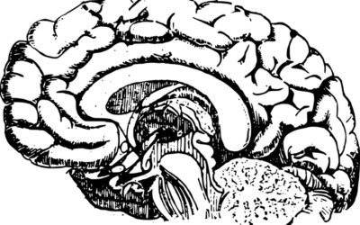 Científicos descubren una parte todavía desconocida del cerebro