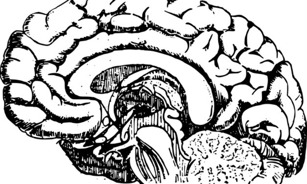 Científicos descubren una parte todavía desconocida del cerebro