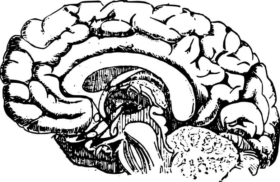 Científicos descubren una parte todavía desconocida del cerebro 1 Científicos descubren una parte todavía desconocida del cerebro