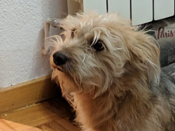 google-pixel-3-fotos-9