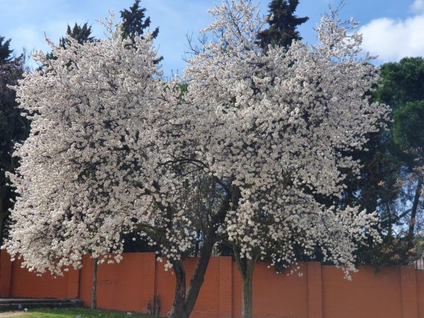 foto samsung galaxy s10 306