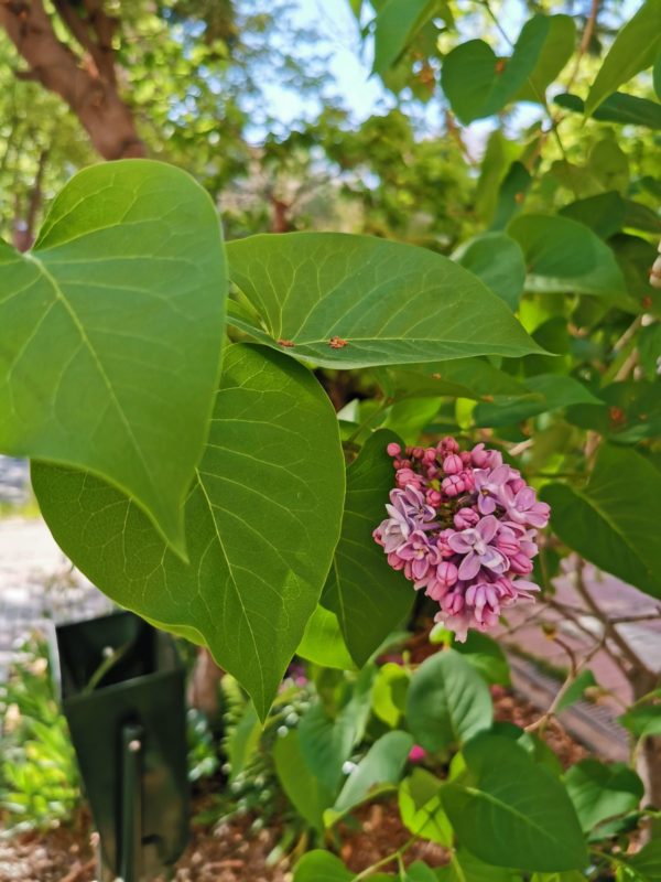 galeria huawei p30 pro 4