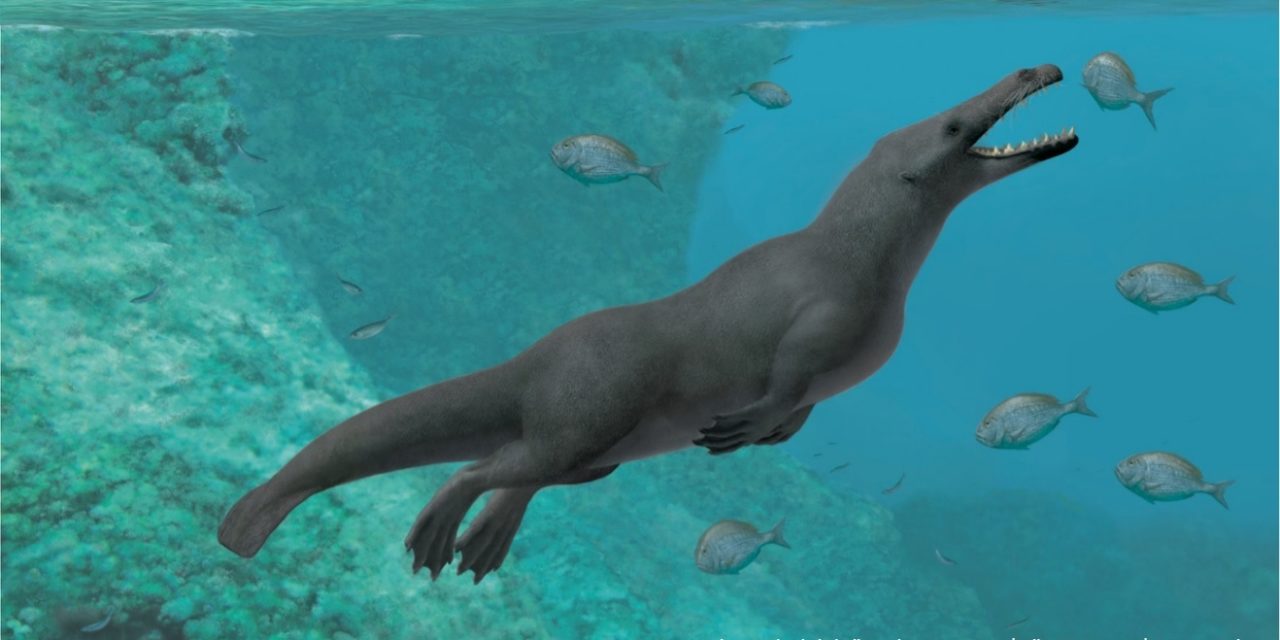 Las antiguas ballenas andaban a cuatro patas por la tierra