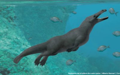 Las antiguas ballenas andaban a cuatro patas por la tierra