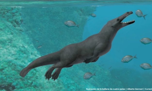 Las antiguas ballenas andaban a cuatro patas por la tierra