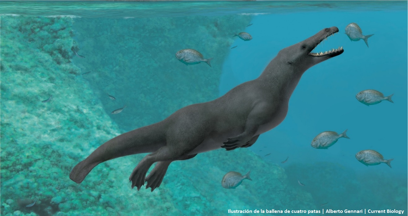 Las antiguas ballenas andaban a cuatro patas por la tierra