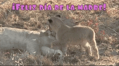 10 GIF del Día de la Madre para compartir por redes sociales 6 leon dia de la madre