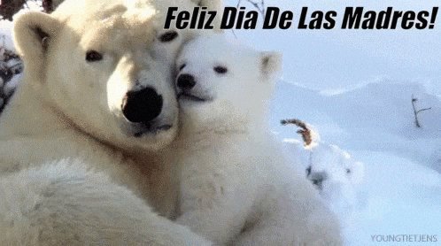 10 GIF del Día de la Madre para compartir por redes sociales 7 osos dia de la madre