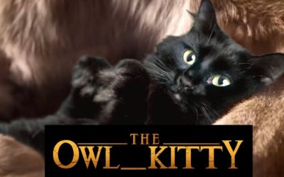 OwlKitty, la gata de Instagram que protagoniza escenas míticas del cine y las series