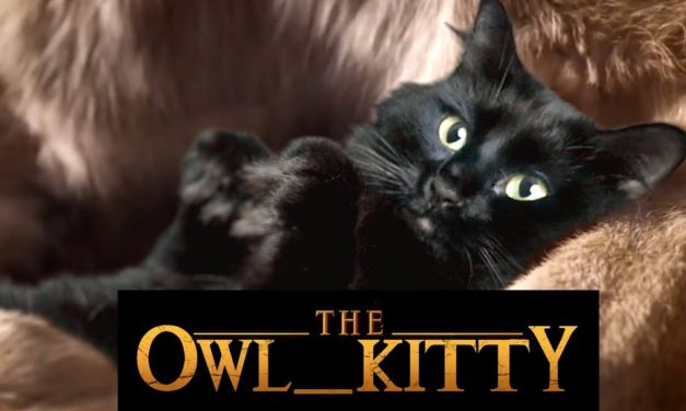 OwlKitty, la gata de Instagram que protagoniza escenas míticas del cine y las series