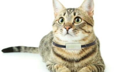 Los mejores localizadores GPS para tu mascota