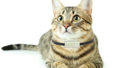 Los mejores localizadores GPS para tu mascota