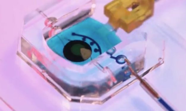 Científicos crean una réplica del ojo humano en un chip